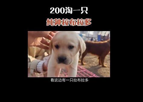 抖音快手賣貓狗賺錢怎么樣？教程揭秘：抖音快手賣貓狗月入數(shù)萬(wàn)是真的嗎？